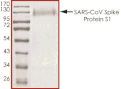 Product Element Image